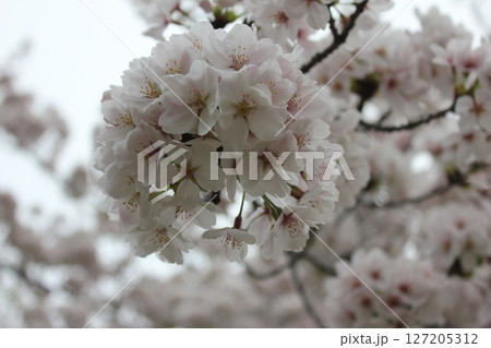 ⁺*＊✿+ 桜　さくら　サクラ　SAKURA +✿＊*⁺ 127205312