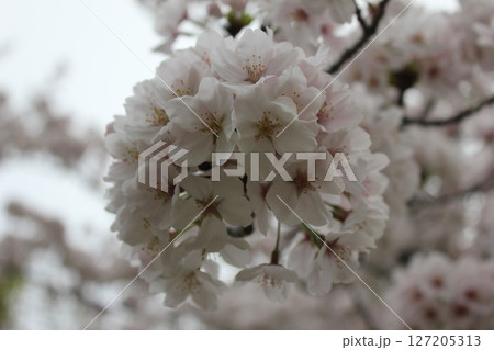 ⁺*＊✿+ 桜　さくら　サクラ　SAKURA +✿＊*⁺ 127205313
