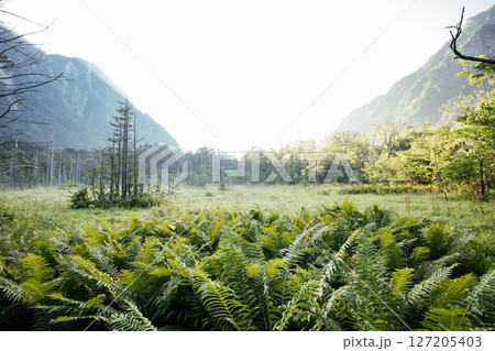 ＜長野＞上高地の絶景　岳沢湿原と六百山 127205403