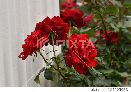 真っ赤な春のバラ 127205428