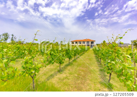 広大なぶどう畑 (カーブドッチワイナリー) 127205509