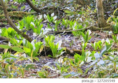 初夏の尾瀬 新緑の森と満開の水芭蕉 鳩待峠〜山ノ鼻 初夏の尾瀬 新緑の森と満開の水芭蕉 鳩待峠〜山ノ鼻 127205549