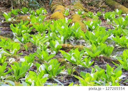 初夏の尾瀬　新緑の森と満開の水芭蕉　鳩待峠〜山ノ鼻 127205554