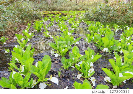 初夏の尾瀬　新緑の森と満開の水芭蕉　鳩待峠〜山ノ鼻 127205555