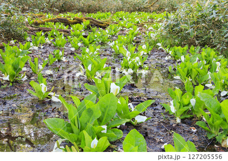 初夏の尾瀬　新緑の森と満開の水芭蕉　鳩待峠〜山ノ鼻 127205556