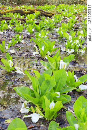 初夏の尾瀬　新緑の森と満開の水芭蕉　鳩待峠〜山ノ鼻 127205557