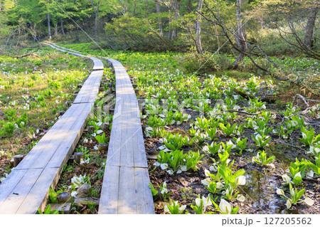 初夏の尾瀬　新緑の森と満開の水芭蕉　鳩待峠〜山ノ鼻 127205562
