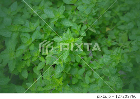 Fresh mint leaves on background. 127205766