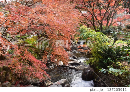 静岡県 熱海梅園の色鮮やかな紅葉と初川 静岡県 熱海梅園の色鮮やかな紅葉と初川 127205911
