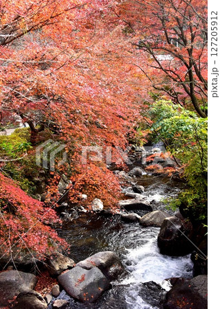 静岡県 熱海梅園の色鮮やかな紅葉と初川 静岡県 熱海梅園の色鮮やかな紅葉と初川 127205912