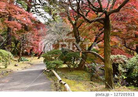 静岡県　熱海梅園の色鮮やかな紅葉と散策路 127205913