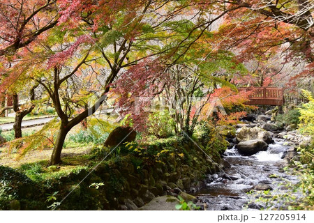 静岡県 熱海梅園の色鮮やかな紅葉と初川 静岡県 熱海梅園の色鮮やかな紅葉と初川 127205914