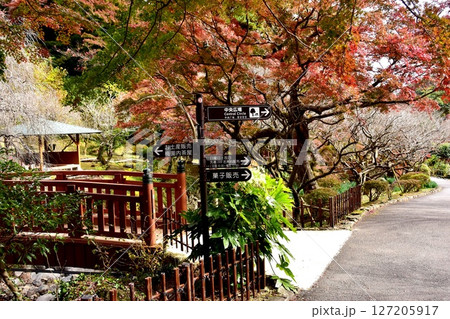 静岡県　熱海梅園の色鮮やかな紅葉と迎月橋と散策路 127205917