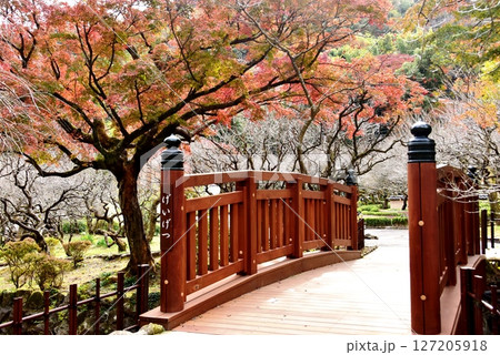 静岡県　熱海梅園の色鮮やかな紅葉と迎月橋 127205918