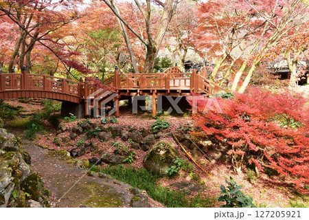 静岡県　熱海梅園の色鮮やかな紅葉と雙眉橋 127205921