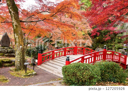 静岡県 熱海梅園の色鮮やかな紅葉と駐杖橋 静岡県 熱海梅園の色鮮やかな紅葉と駐杖橋 127205926