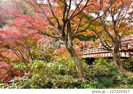 静岡県　熱海梅園の色鮮やかな紅葉と梅園橋 127205927
