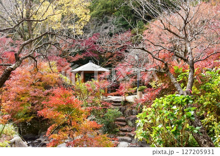 静岡県 熱海梅園の色鮮やかな紅葉と東屋と散策路 静岡県 熱海梅園の色鮮やかな紅葉と東屋と散策路 127205931