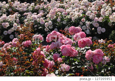 ピンク色の薔薇の花が咲いています ピンク色の薔薇の花が咲いています 127205951