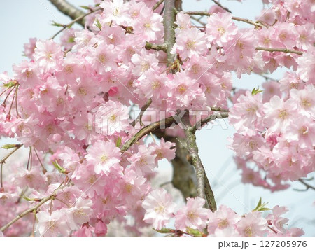 青空を背景に咲く桜 127205976