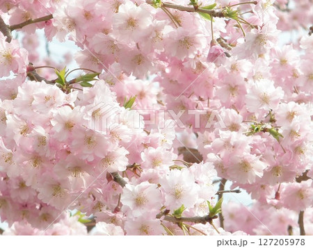 桜の花が満開 桜の花が満開 127205978
