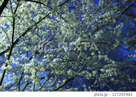 夜明けと桜 127205982