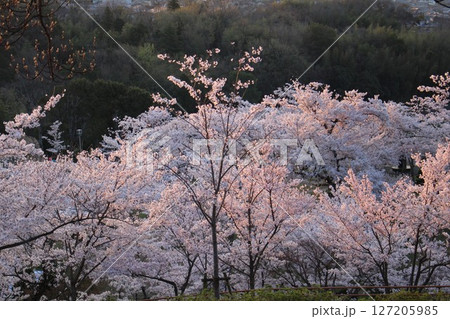 早朝の桜 早朝の桜 127205985