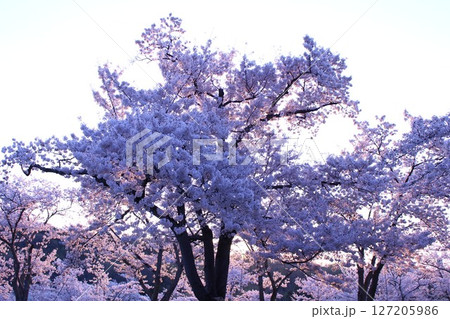 早朝の桜 127205986