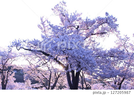 早朝の桜 早朝の桜 127205987