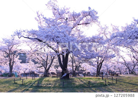 早朝の桜 127205988