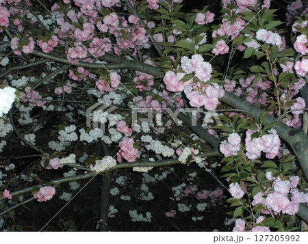 夜に映える桜 127205992
