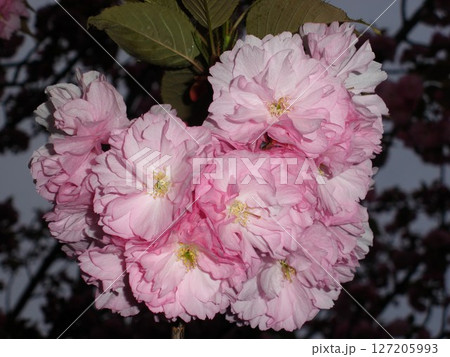 夜に映える桜 127205993