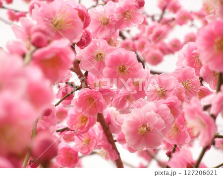 ピンク色の可愛い梅の花 127206021