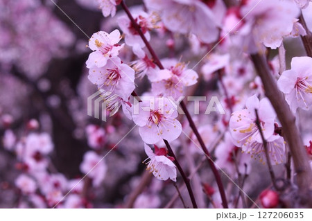 ピンクの梅の花 127206035