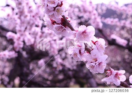 春の訪れを告げる満開の梅 127206036