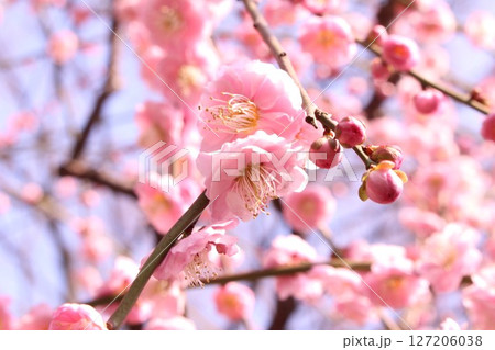 春の訪れを告げる梅の花 春の訪れを告げる梅の花 127206038