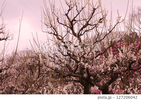 梅の花と夕焼け 梅の花と夕焼け 127206042
