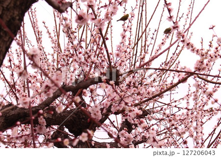 梅の花の蜜を吸うメジロ 梅の花の蜜を吸うメジロ 127206043