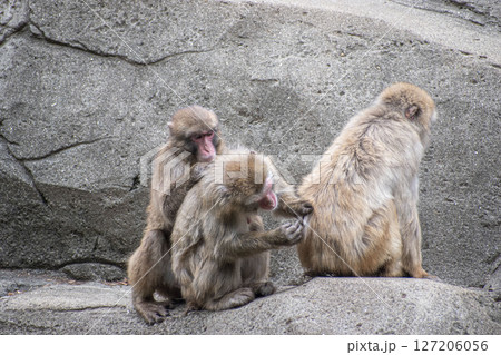 みんなで毛づくろいをするニホンザル 127206056