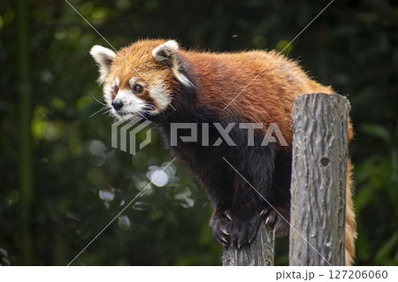 木に登るレッサーパンダ 木に登るレッサーパンダ 127206060