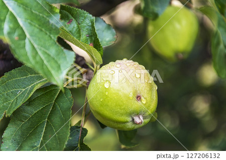 Green apple with drops of water hanging on a branch of an apple tree, blurred background Green apple with drops of water hanging on a branch of an apple tree, blurred background 127206132