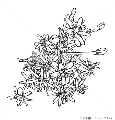 Hand Drawn Rangoon creeper Black and white drawing 127206395