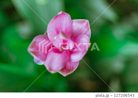 Beautiful pink Krachiao flowers in forest 127206543