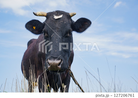 A large black cow with a white spot on its forehead grazes in a field. 127206761