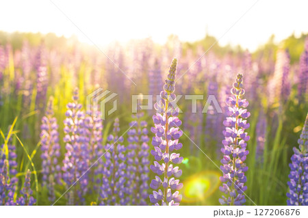 moscow, russia, 66.07.2017 A field of purple flowers with the sun shining on them 127206876