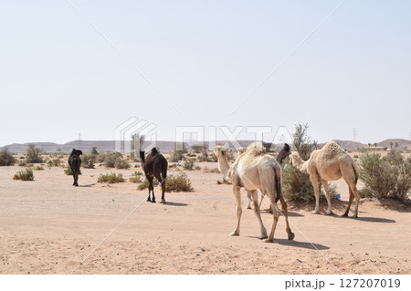ラクダの群れ ラクダの群れ 127207019