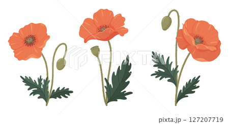 Poppies vector set. Bright various poppies in flat style 127207719