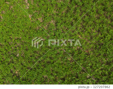 Plantain green tree Plantain green tree 127207862