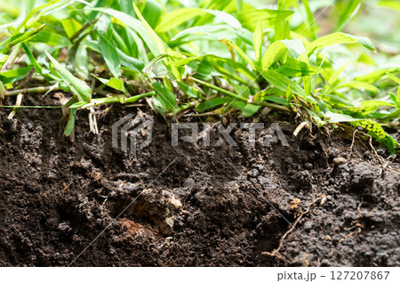 Natural soil cut with grass Natural soil cut with grass 127207867