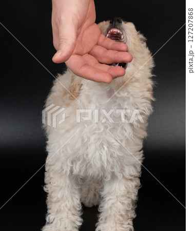 Playing with hand fluffy poodle 127207868